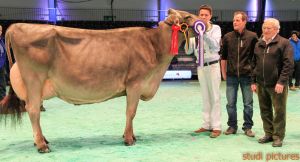 Swiss Expo Brown Swiss-238